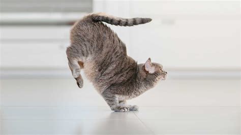 How Have Advances in Technology Impacted Training? And Why Do Cats Always Land on Their Feet?